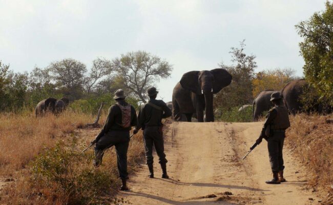 Rangers and Elephants from RHINO MAN