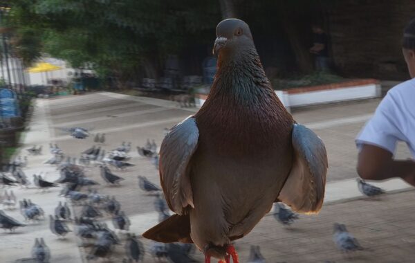 The Pigeons